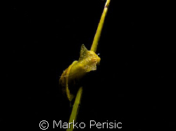 A freshwater snail on a night dive in a disused quarry of... by Marko Perisic 